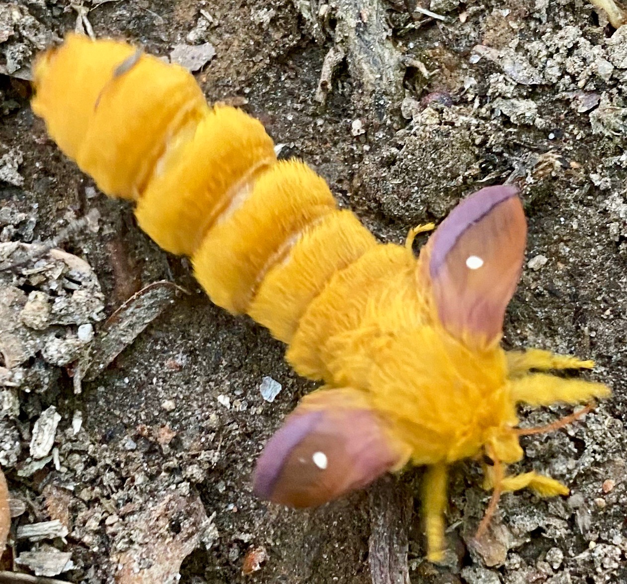 Northern Pink-Striped Oakworm (Anisota virginiensis virginiensis)